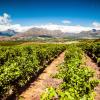 Cheap holidays in Stellenbosch