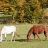 Hoteller med parkeringsplass i Westbevern