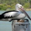 Ferieboliger i Numurkah