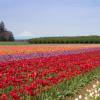 Woodburn