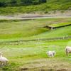 Holiday Rentals in Þóroddsstaður