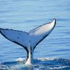 Hervey Bay