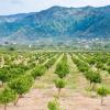 Hotely s parkovaním v destinácii Francavilla di Sicilia