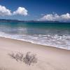 Orewa