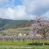 Hoteles con parking en Burrweiler