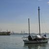 Lumut
