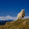 Cabanes i cottages a Lawers