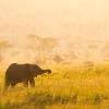 Cabins in Serengeti