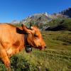 Hotéis em Sainte-Foy-Tarentaise