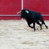 Hoteles que admiten mascotas en San Felipe