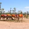 Hoteles familiares en Dar Caïd Layadi