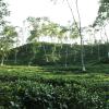Sylhet