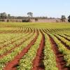 Kingaroy