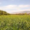 Beit Hillel