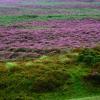 Boliger ved stranden i Llandegla