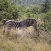 Lodges in Thornybush Game Reserve