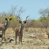 Hotellid sihtkohas Otavi