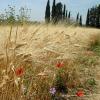 Hoteller i Casal Monastero