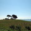 Country Houses in Arnedo