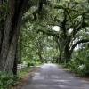 فيلات في Micanopy