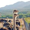 Oudtshoorn