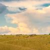 Cabañas en Gembrook