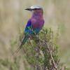 Amboseli-Nationalpark