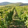 Tokaj