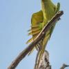 Hoteles en Murud