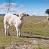 Ferieboliger i Collado Mediano