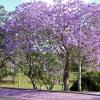 Springwood