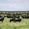 Hoteles en Parque Nacional del Serengeti