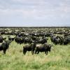 Serengeti-Nationalpark
