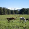 Hoteles que aceptan mascotas en Piedrahita