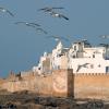 Ghazoua