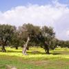 Hoteles en Cavallino di Lecce