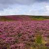 Bed and breakfasts en Goathland