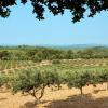 Holiday Rentals in Vérargues