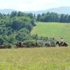 Cottages in Kamenica