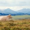 Hotels mit Parkplatz in Aubrac