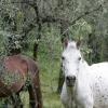 Ferieboliger i Assenza di Brenzone