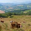 Ferieboliger i Montecalvo in Foglia