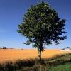 Hôtels pour les familles à Horseheath