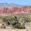 Mojave
