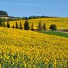 Hoteles familiares en Giroussens