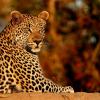 Hotels in Timbavati Game Reserve