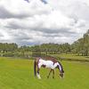 Ocala