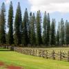 Lanai City