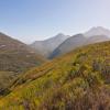 Montagu