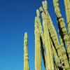 Mexicali
